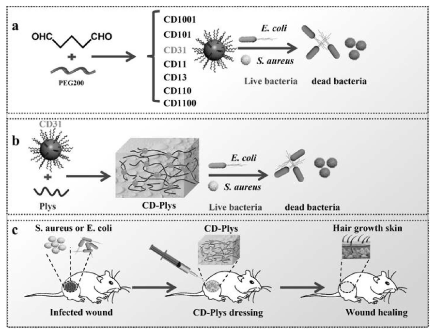 碳納米點、可注射碳納米點-ε-聚賴氨酸水凝膠及其制備方法與應(yīng)用