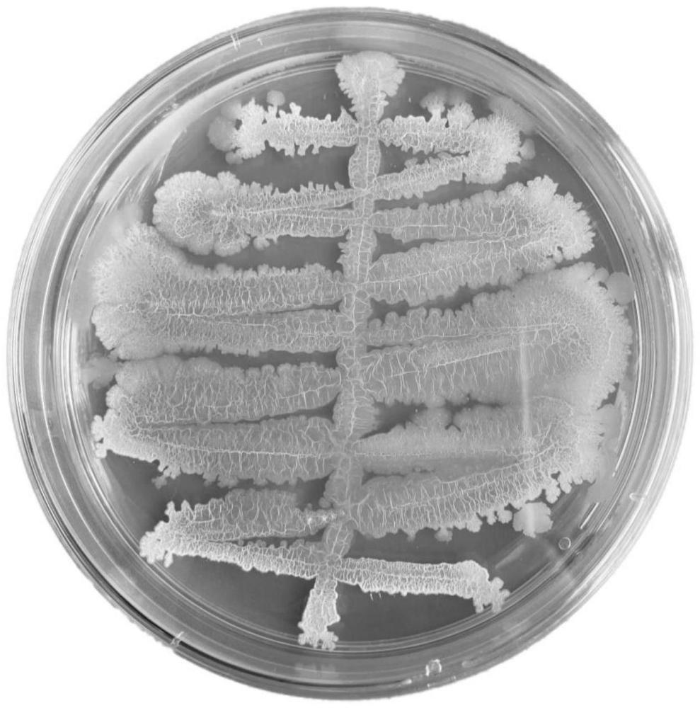 一株稻瘟病生防促生菌及其應用