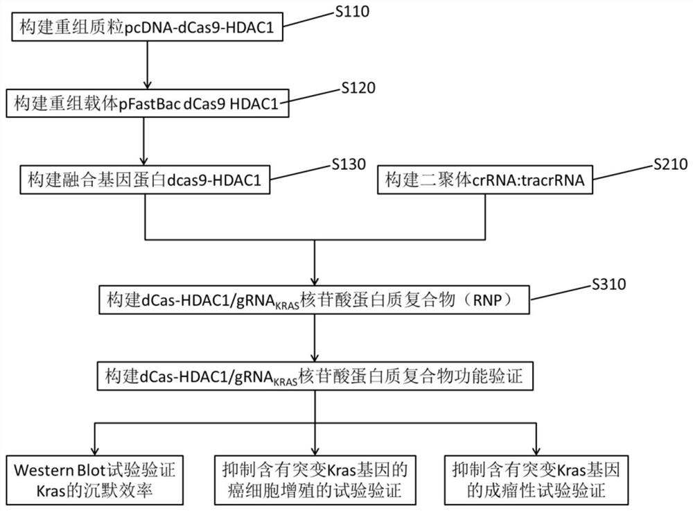 含有靶向突變型KRAS融合基因的重組載體、融合蛋白及蛋白質(zhì)復(fù)合物及其構(gòu)建方法和應(yīng)用