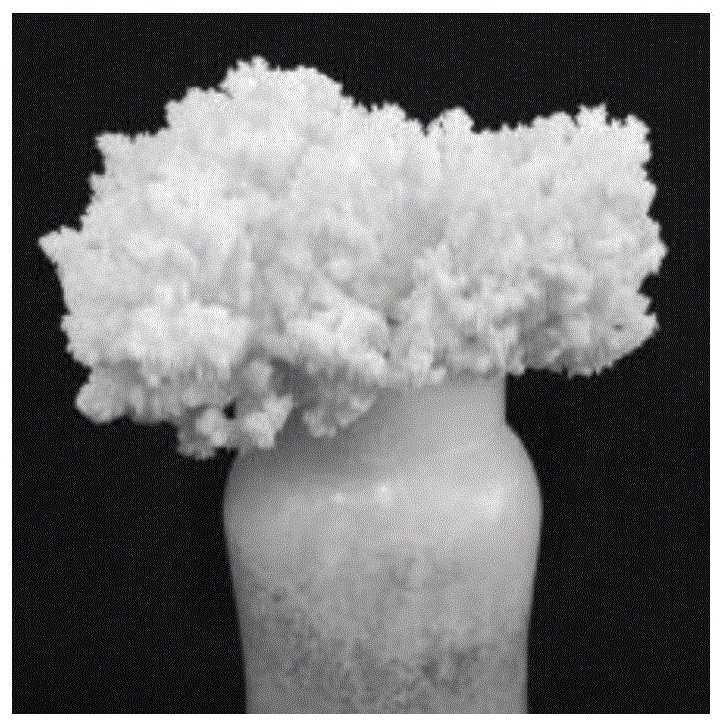 一株珊瑚狀猴頭菌及其應(yīng)用